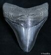 Inch Georgia Megalodon Tooth - Serrations! #2689-1